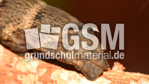 Mittlerer Weinschwärmer (9).jpg